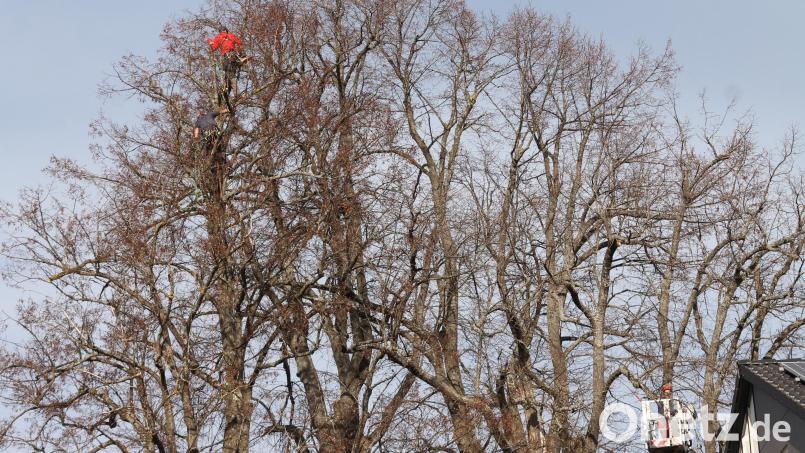 In einer Höhe bis zu 18 Meter gehen die Arbeiten über die Bühne, auch mithilfe eines Krans. Bild: pi