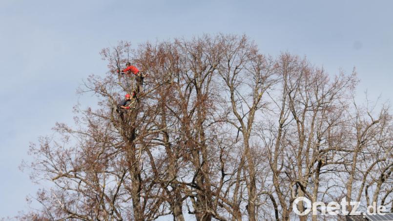 In einer Höhe bis zu 18 Meter gehen die Arbeiten über die Bühne. Bild: pi