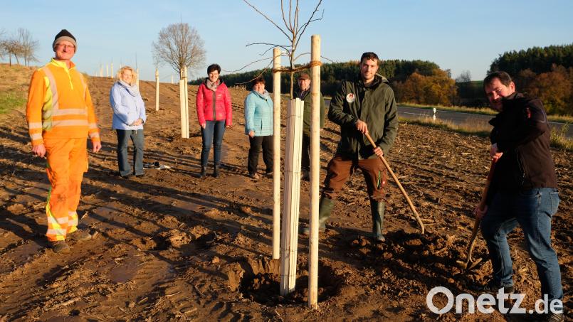 Die Anlage einer Streuobstwiese entlang der Neustädter Straße in Oberbibrach ist für die Gemeinde der Startschuss für weitere Pflanzaktionen zum Erhalt der Artenvielfalt. Letzte Hand legten Bürgermeister, Gemeinderäte, Bauhof und Philipp Glaab vom Naturpark an, um die 13 Obstbäumchen fachgerecht einzusetzen. Bild: do