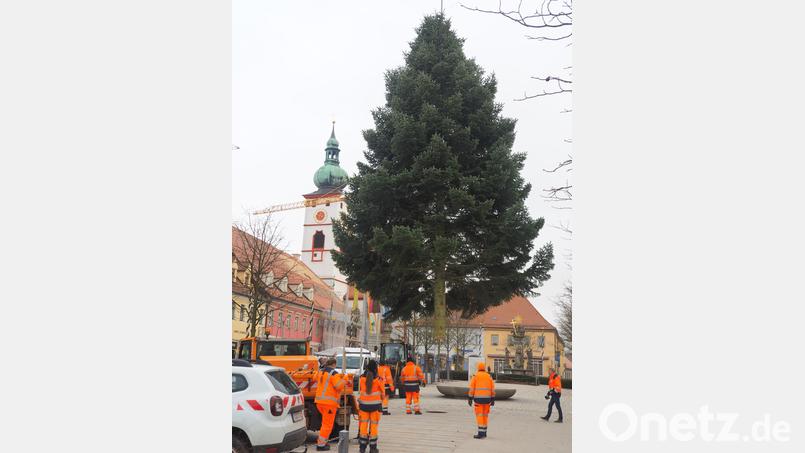 Eine rund 12 Meter hohe Tanne schmückt zur Weihnachtszeit den Marktplatz. Bild: ws