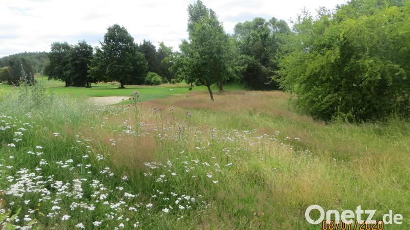 Gepflegte Greens und üppige Natur müssen sich nicht ausschließen. Die Anlage in Ödengrub wurde nun als &quot;Blühender Golfplatz&quot; ausgezeichnet. Bild: Land- und Golfclub Oberpfälzer Wald /exb