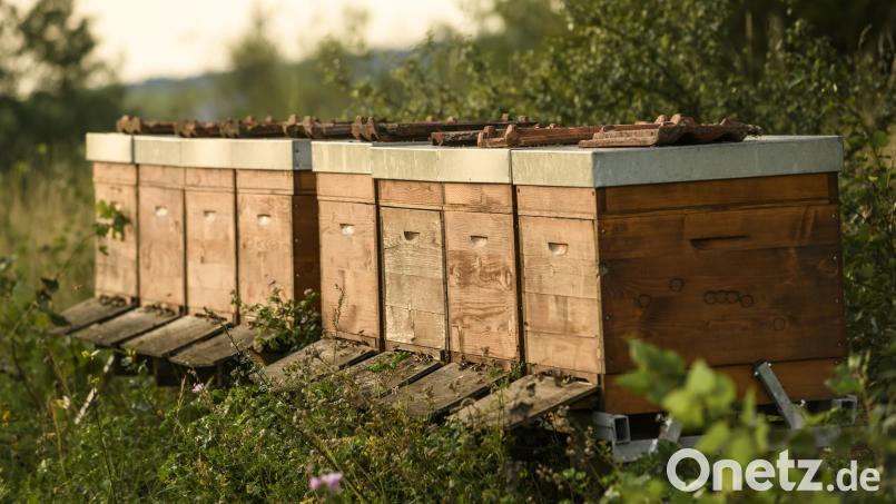 Schon länger haben Bienen ein Domizil auf dem Gelände des Golfclubs gefunden. Ein Imker hat Bienenstöcke auf dem Platz aufgestellt. Bild: Stefan von Stengel