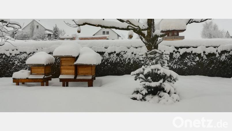 Im Winter sind die Bienenstöcke schon mal eingeschneit, wie hier bei Imker Lothar Meier. Laut Imkervereinsvorsitzendem Klaus Schmidt macht den Bienen das kalte Wetter und der Schnee nichts aus. Archivbild: njn