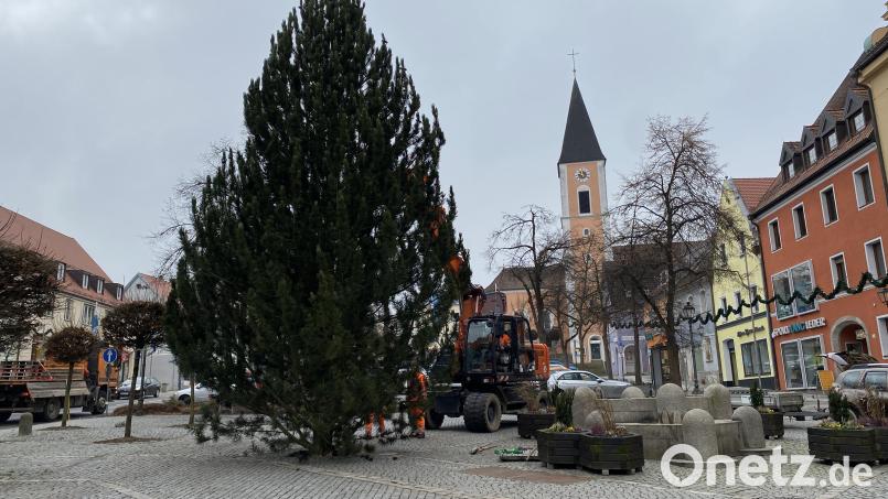 Der rund sieben Meter hohe Kiefernbaum schwebte am Dienstagvormittag zum Stadtplatz ein. Die städtischen Bauhofmitarbieter schmücken ihn, neben etlichen anderen, nun als Weihnachtsbaum. Bild: dob