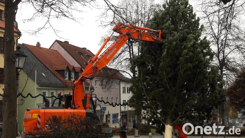 Mit Hilfe des städtischen Baggers schwebte der Kiefernbaum auf den Rathausvorplatz. Bild: dob