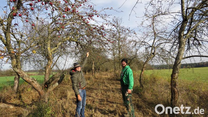 In der Obstplantage bei Leugas finden Kreisgartenfachberater Harald Schlöger (links) und Biogemüsebauer Simon Rauch ausreichend Anschauungsmaterial für den Baumschnittkurs, der bald stattfinden soll. Bild: ubb