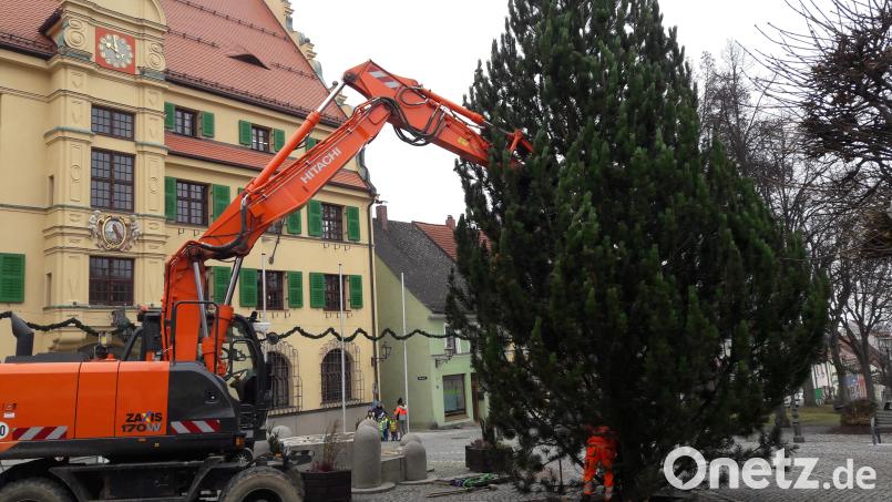 Heuer schmückt den Rathausvorplatz in der Advents- und Weihnachtszeit eine rund sieben Meter hohe Kiefer. Bild: dob