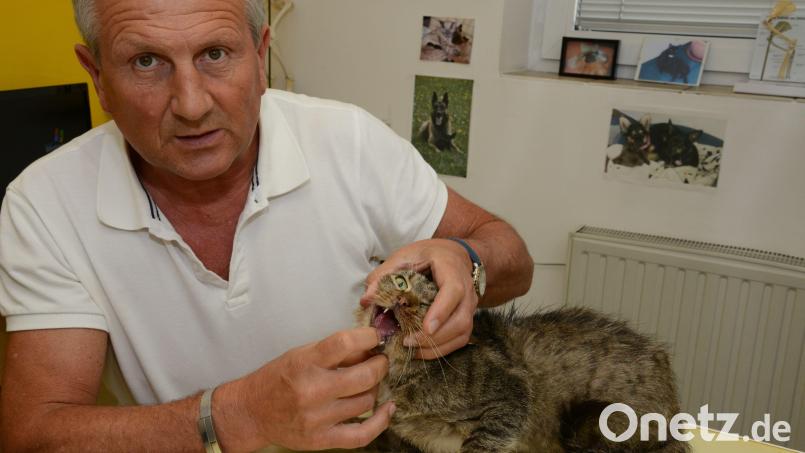 Ein Tierarzt checkt den Gesundheitszustand einer Katze. Landen Streuner nicht bei Veterinären und werden kastriert, vermehren sie sich unkontrolliert. Für viele Tiere bedeutet das den Tod. Der Landkreis Neustadt will weiterhin gegensteuern. Symbolbild: Petra Hartl