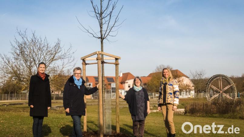 Die Amberger Soroptimistinnen pflanzten einen Baum (von links): Schriftführerin Beáta Zaremba, Präsidentin Beate Mastel, Programmdirektorin Sue Batten-Seidl und Vizepräsidentin Heidi Heckmann neben der frisch gepflanzten Winterlinde. Bild: Sue Batten-Seidel