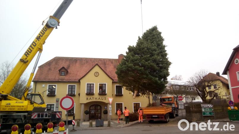 Unterstützt von einem Kran stellten Mitarbeiter des Bauhofs den Christbaum vor dem Rathaus auf. Bild: Stadt Waldershof/exb