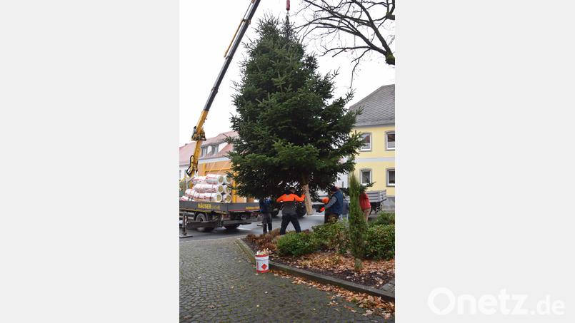 Mit vereinten Kräften wurde die große Tanne in die Verankerung bugsiert. Bild: fla