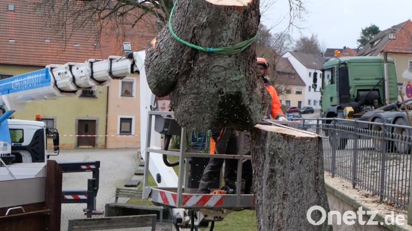 Der mächtige Stamm einer der Kastanien. Bild: le