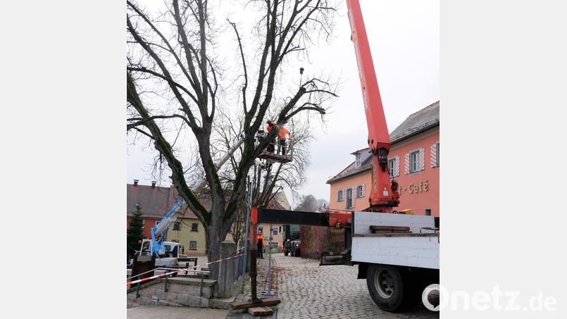 Die Bauhofmitarbeiter machen sich Montag in der früh an die Arbeit und beginnen, die alten Kastanien zu entfernen. Bild: le