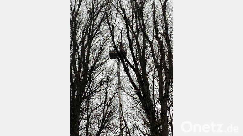 Winterlinden an Wieskirche von Totholz befreit. Mit Hebebühne und Seilklettertechnik waren dazu die Männer von der Baumpflege Lachmann zu den Arbeiten in schwindelnder Höhe in den Baumkronen. Bild: gi