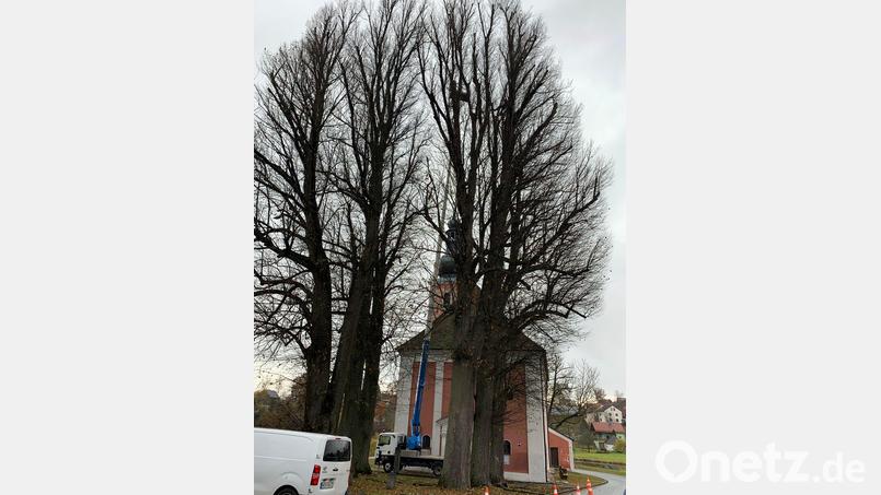Winterlinden an Wieskirche von Totholz befreit. Mit Hebebühne und Seilklettertechnik waren dazu die Männer von der Baumpflege Lachmann zu den Arbeiten in schwindelnder Höhe in den Baumkronen. Bild: gi