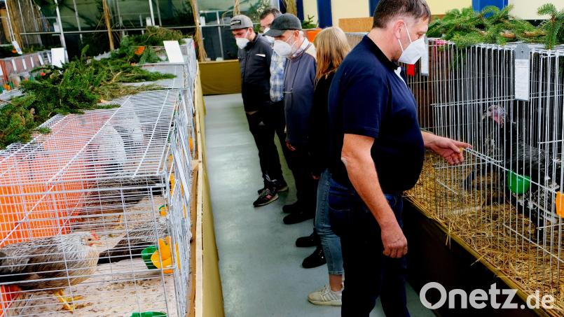 Züchter und Besucher staunen bei einem Rundgang durch die Lokalschau im Tremmersdorfer Kleintierzüchterheim über die vielen Zuchterfolge. Bild: do