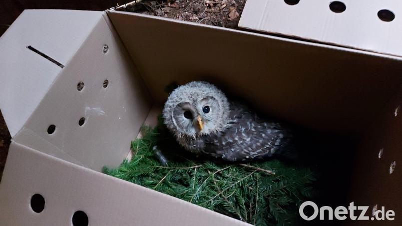 Willkommen in der neuen Heimat - neugierig lugt ein Kauzbaby aus der Transportbox. Archivbild: Michaela Domeyer/exb