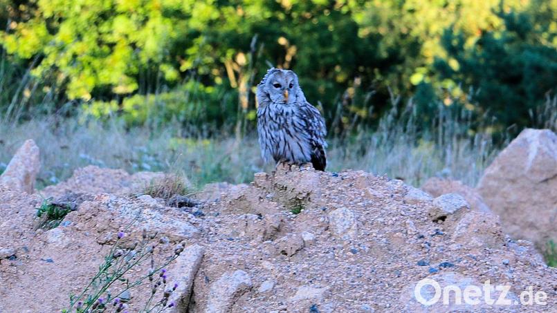 Naturliebhaber bekommen den Habichtskauz - bedingt durch die mittlerweile beachtliche Auswilderung im und rund um den Steinwald - nun etwas häufiger zu sehen. Auf dem Speiseplan des scheuen Eulenvogels stehen vor allem Mäuse. Archivbild: bsc