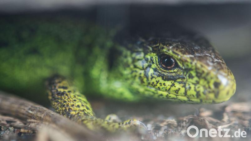 Zauneidechsen wurden im Gewerbe- und Industriegebiet Hütten nachgewiesen. Sie sollen geschützt werden. Symbolbild: Lino Mirgeler/dpa
