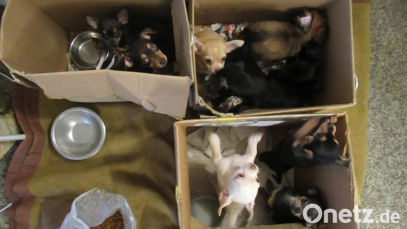 Ein Bild von der Polizei von den geretteten Welpen. Bild: Grenzpolizei Waidhaus