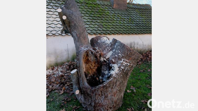 Die Schadstelle des Baums. Bild: le