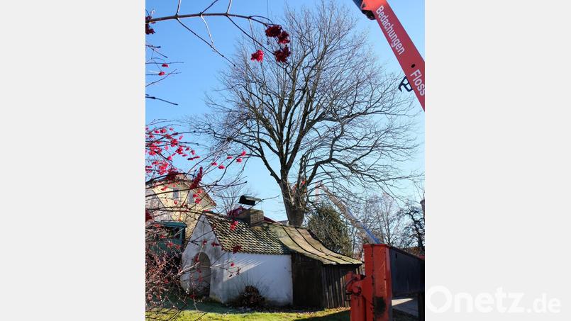 Die Bauhofarbeiter entfernen die Linde in Schönbrunn mit Hilfe des Krans einer Flosser Dackdeckerfirma. Bild: le