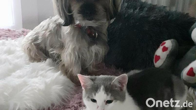 Die kleine &quot;Flocke&quot; verträgt sich gut mit &quot;Kiera&quot;, dem Hund als Mitbewohner auf der Pflegestation, wo sie zwischenzeitlich untergebracht ist. Bild: hcz