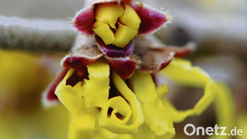 Ungewöhnliche Blüten hat die Zaubernuss. Bild:  Caroline Seidel/dpa