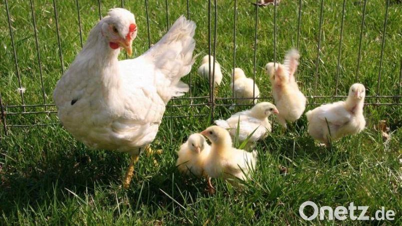 Im Landkreis Schwandorf ist es in den vergangenen Monaten noch zu keinem Geflügelpestfall gekommen. Allerdings tritt die Tierseuche seit Oktober in Deutschland wieder verstärkt auf. Archivbild: Popp