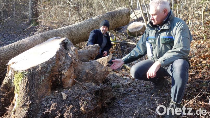 Bürgermeister Hans Ram (links) und Förster Anton Preischl begutachten die geschädigten Wurzeln der umgefallenen Esche am Ensdorfer Eggenberg. Bild: tra
