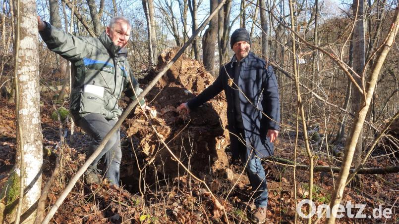 Bürgermeister Hans Ram (rechts) und Förster Anton Preischl begutachten die geschädigten Wurzeln der umgefallenen Esche Bild: tra
