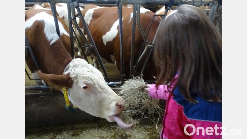 Beim Erlebnistag auf dem Bauernhof dürfen die Schulkinder aus Rieden auch Kühe füttern. Bild: Jutta Forster/exb