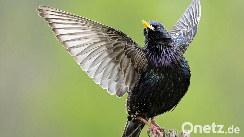 Papageno – das Bild, für das Hans König bei der Bayerischen Fotomeisterschaft mit einer Medaille ausgezeichnet wurde. Bild: Hans König/exb