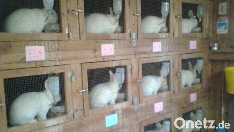 Die Hasen müssen vorerst in ihren Ställen bleiben. Der Eschenbacher Kleintierzuchtverein sagt seine Lokalschau ein weiteres Mal ab. Bild: do