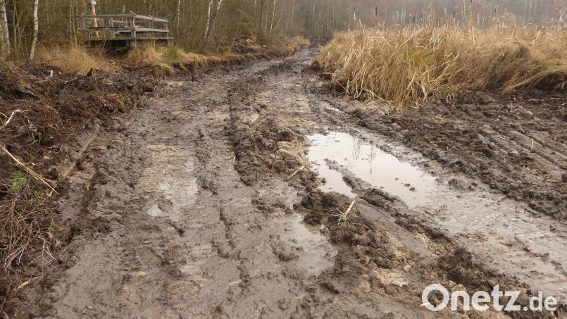 Nach dem Anstau des Obersees verläuft an dessen Nordwestbereich über mehrere 100 Meter eine "Wasserstraße", die Füchsen und Mardern einen Zugang zu Nistplätzen von Wasservögeln versperrt. Bild: rn