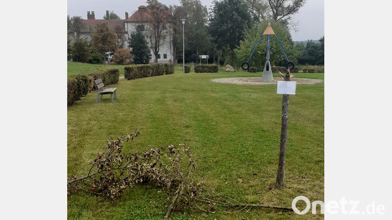 Mutwillig beschädigt wurde einer der vor gut zehn Jahren gepflanzten Apfelbäume. Bild: Reinhard Rustler/exb