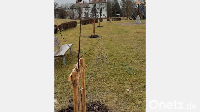 Die vier neuen Obstbäume auf dem Spielplatzgelände. Anwohner des Pencoed-Rings und Bürgermeister Bernd Sommer beteiligten sich spontan an einer Spendenaktion, mit der die Ersatzbepflanzung finanziert wurde. Bild: Reinhard Rustler/exb