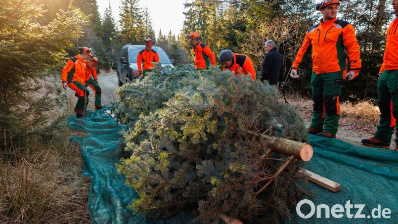 Vorbereitungen für den Abtransport: Azubis der Bayerischen Staatsforsten verpacken den Weihnachtsbaum für die Bayerische Landesvertretung in Berlin. Bild: Martin Hertel/exb