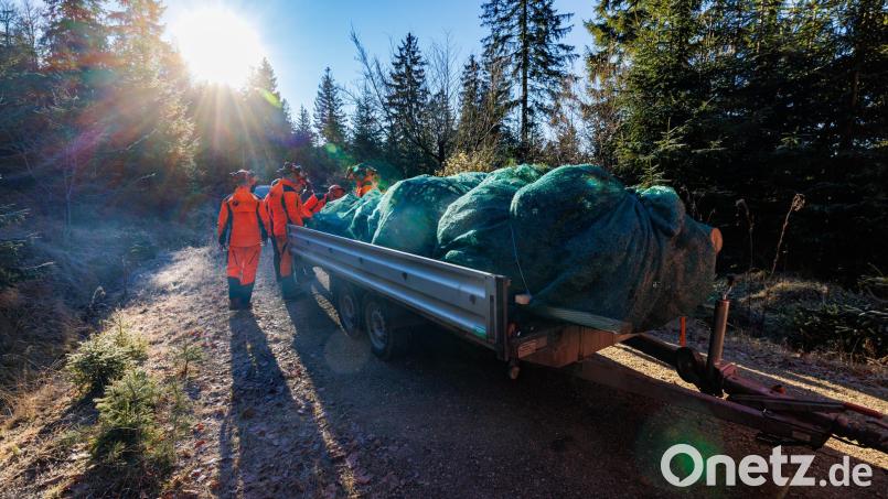 Abtransport der Weihnachtsbäume: die erste Etappe des Wegs nach Berlin legen die gut verpackten Tannen auf einem Pkw-Anhänger zurück. Bild: Martin Hertel/exb