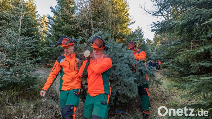 Luis Geyer und Jonas Fischer, Azubis beim Forstbetrieb Fichtelberg, schleppen gemeinsam mit ihren Kollegen eine der beiden Tannen für Berlin zum nächsten Forstweg. Bild: Martin Hertel/exb