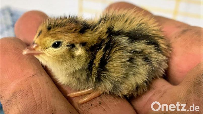 Wie niedlich ist das denn? Winziger kann ein Küken kaum sein. Die kleine Wachtel hat eben erst das Licht der Welt erblickt. Bild: ubb