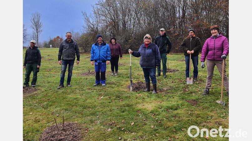 Kurz vorm Wintereinbruch haben Mitglieder des Tourismusvereins unter fachkundiger Anleitung im Sibyllenbad-Kurpark Holundersträucher gepflanzt. Bild: Brigitte Meyer/exb
