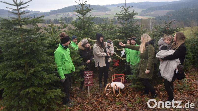 Fotosession mit Christbäumen: Ein Vohenstraußer Studio nimmt das satte Grün auf dem Christbaumhof in Döllnitz gerne als Hintergrund. Davor postieren sich Müttern und Kinder. Bild: fz