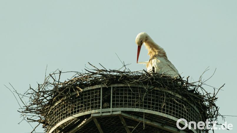 Der Storch ist wieder da. Hoch oben in seinem Horst thront er über Trabitz. Bild: idu
