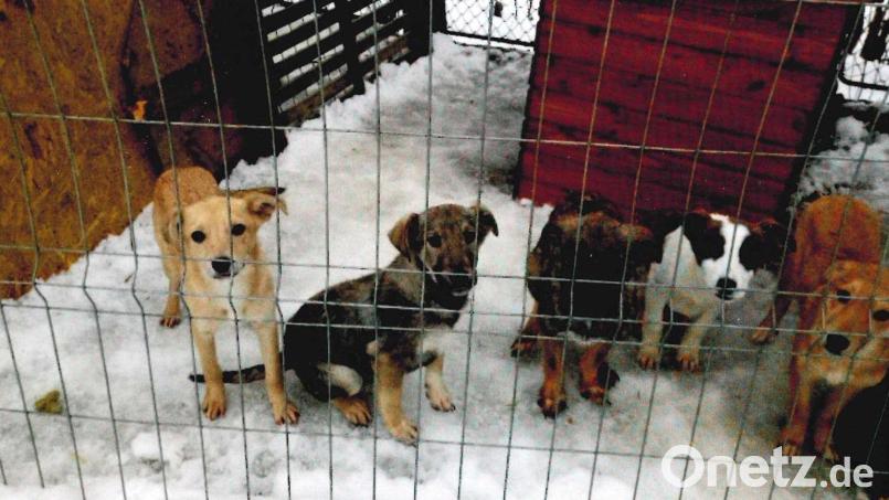 Besonders in der kalten Jahreszeit leiden die in den rumänischen Tierheimen aufgenommenen Straßenhunde große Not. Bild: Mira Tierhilfe e.V./exb