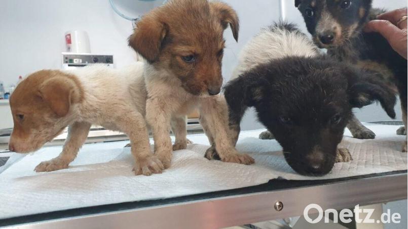 Gerade auch die Welpen der rumänischen Straßenhunde sind auf Hilfe angewiesen. Bild: Hans Werner Gantner