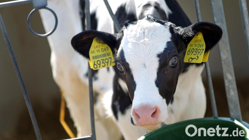 Ein Jungbulle musste von seinem Besitzer erschossen werden. Symbolbild: Jan Woitas/dpa