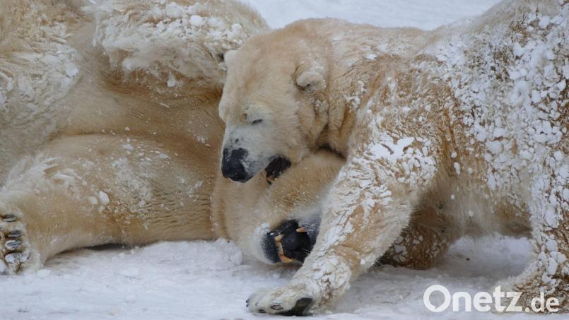 Die Eisbären Vera (Weibchen, vorne) und Nanuq (Männchen) tollen im Winter im Tiergarten Nürnberg im Schnee. Archivbild: Jörg Beckmann/Tiergarten Nürnberg/dpa