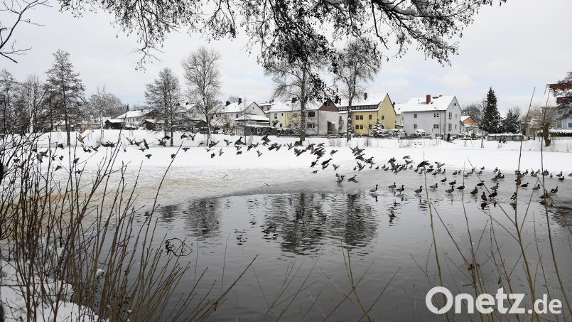Noch liegt der Schnee auf und neben dem Stadtweiher von Auerbach. Das könnte sich in den nächsten Tagen ändern. Bild: Petra Hartl
