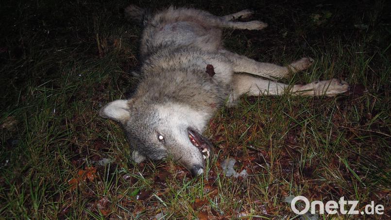 Der getötete Wolf bei Schwarzenbach. Bild: Lehner
